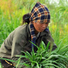 Vietnamese farmer, Flickr CIAT by Neil Palmer